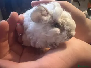 Guinea Pig rodents Mixed baby guinea pigs - Advert 6