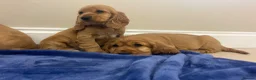 Cocker Spaniel dogs for sale: Adorable golden and balck and tan cocker spaniels  in Llanon - Advert 9