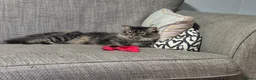 Mixed Breed cats for sale: Simba - Advert 2