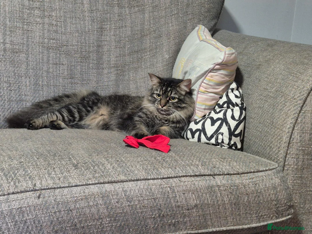 Mixed Breed cats for sale: Simba - Advert 2