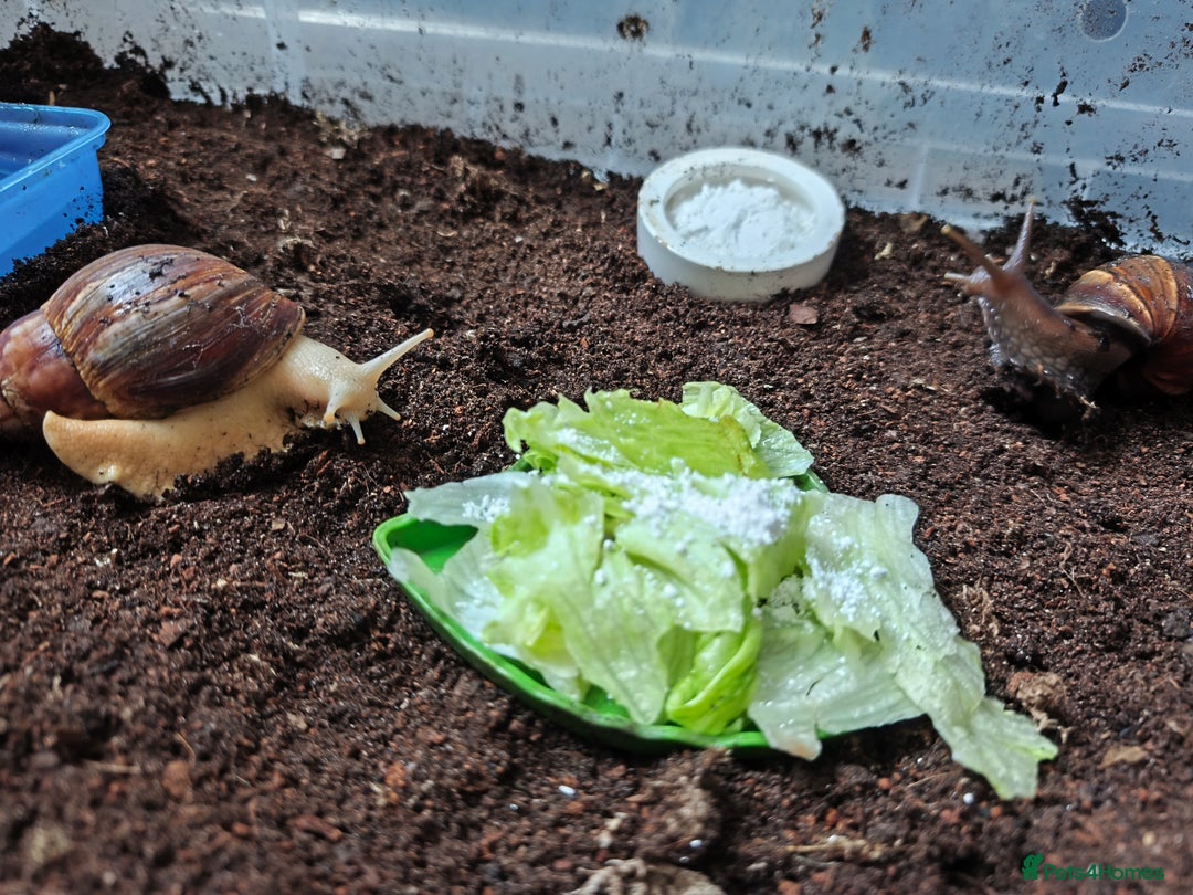 Snails invertebrates for sale: Four Giant African Land Snails for sale - Advert 3