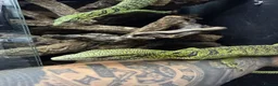 Monitor reptiles for sale: 1.1 yellow tree monitor pair - Advert 5