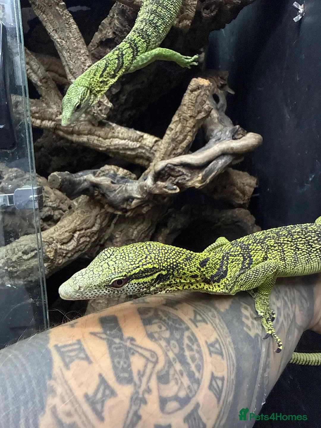 Monitor reptiles for sale: 1.1 yellow tree monitor pair - Advert 5