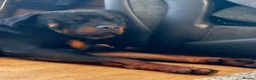 Rottweiler dogs for stud: male rottie for stud - Advert 3