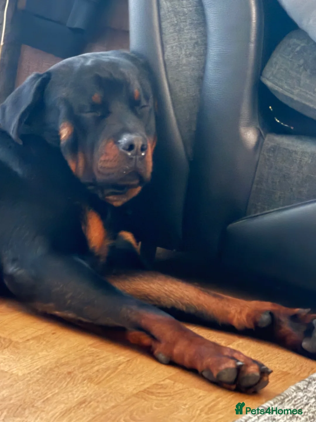 Rottweiler dogs for stud: male rottie for stud - Advert 3