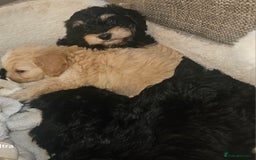 Cockapoo dogs for sale: Beautiful cockapoo babies!  - Image 12