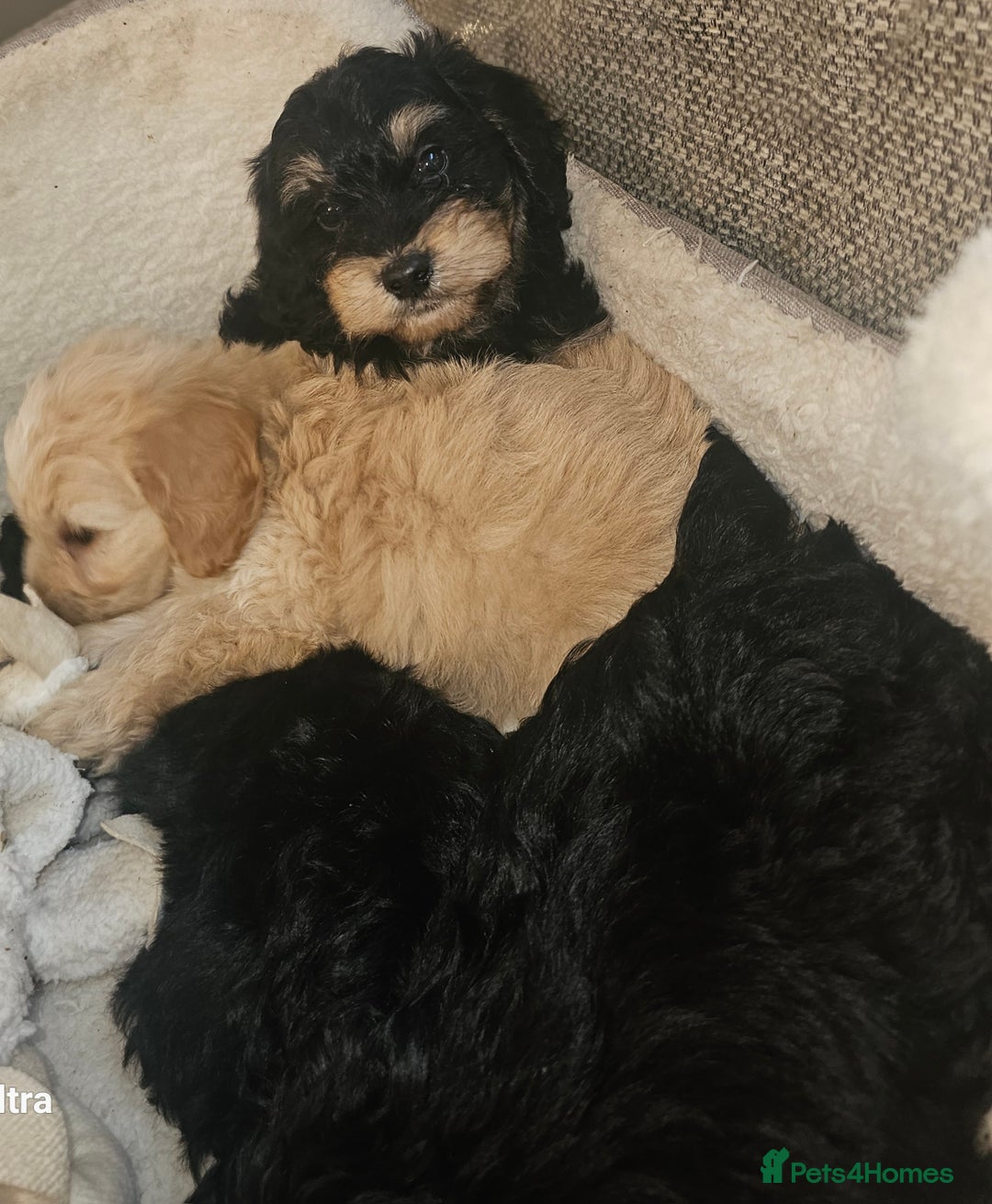 Cockapoo dogs for sale: Beautiful cockapoo babies!  - Image 12
