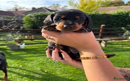 Dachshund dogs for sale: Kc standard Black and Tan dachshunds - Image 9