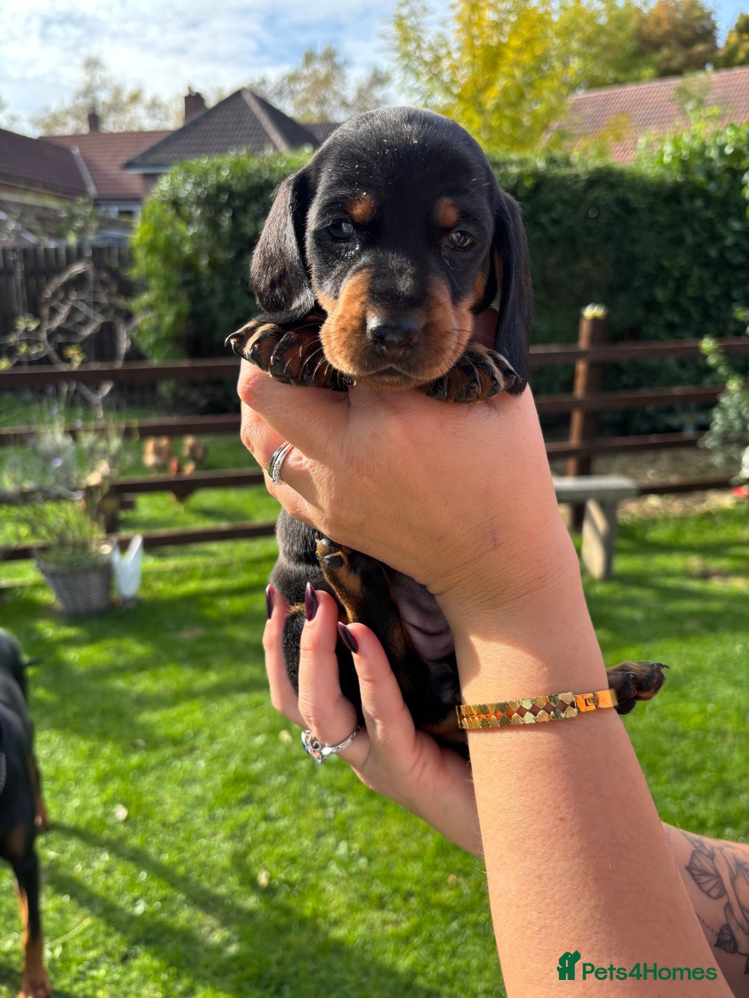 Dachshund dogs for sale: Kc standard Black and Tan dachshunds - Image 9
