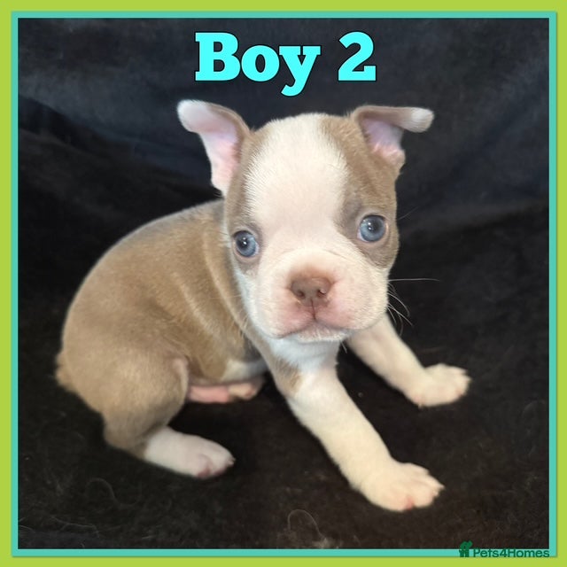 Boston Terrier dogs KC Registered Boston Terrier - Advert 1