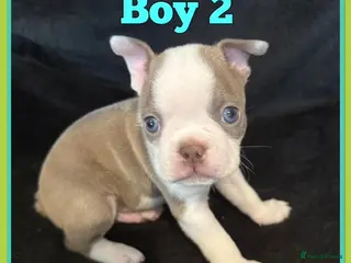 Boston Terrier dogs KC Registered Boston Terrier - Advert 1
