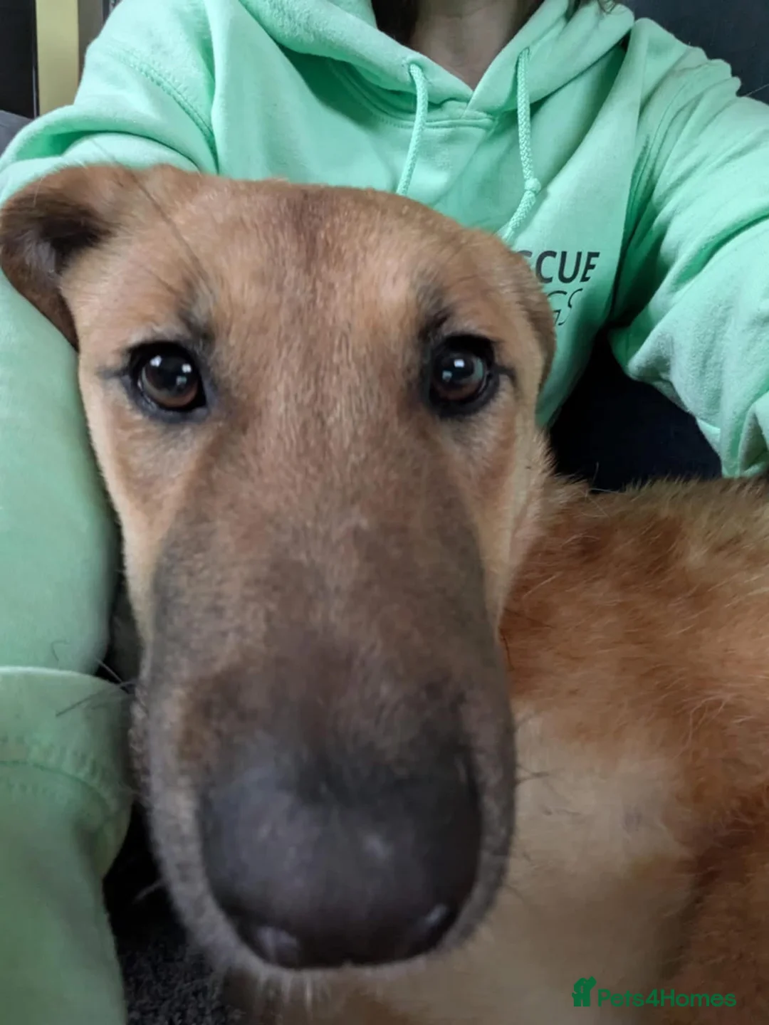 Mixed Breed dogs for adoption: Ree - stowmarket Suffolk  - Advert 6