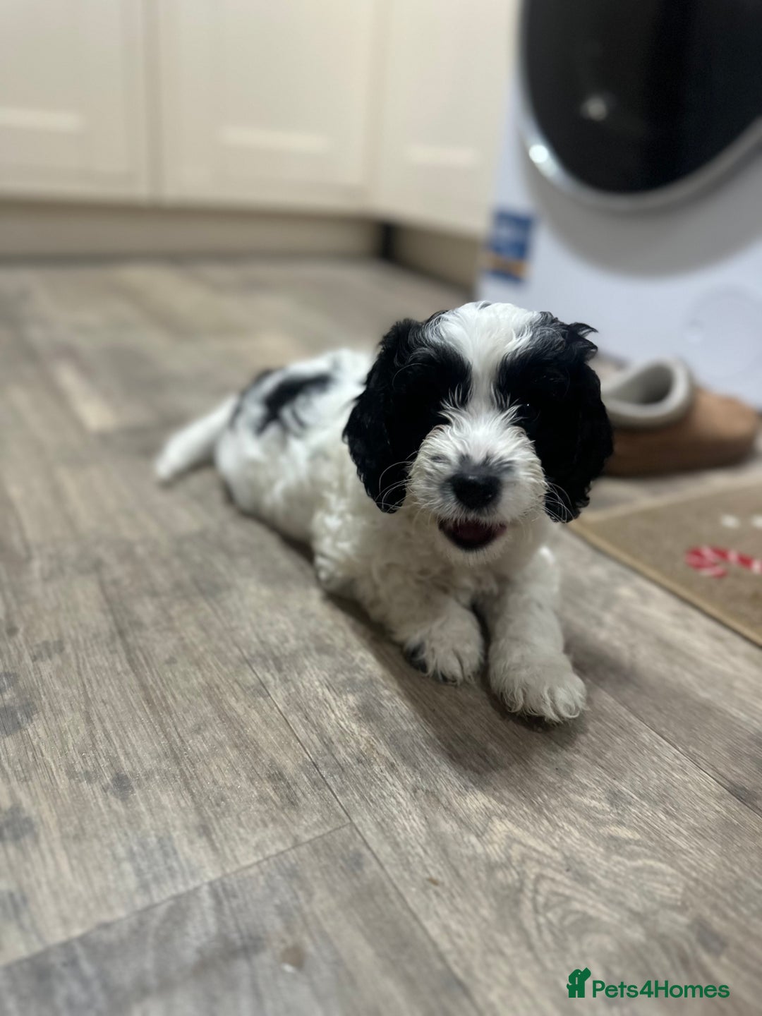 Mixed Breed dogs for sale: 3 LEFT - Cockapoo Cavapoo Puppies - READY TO GO - Advert 8