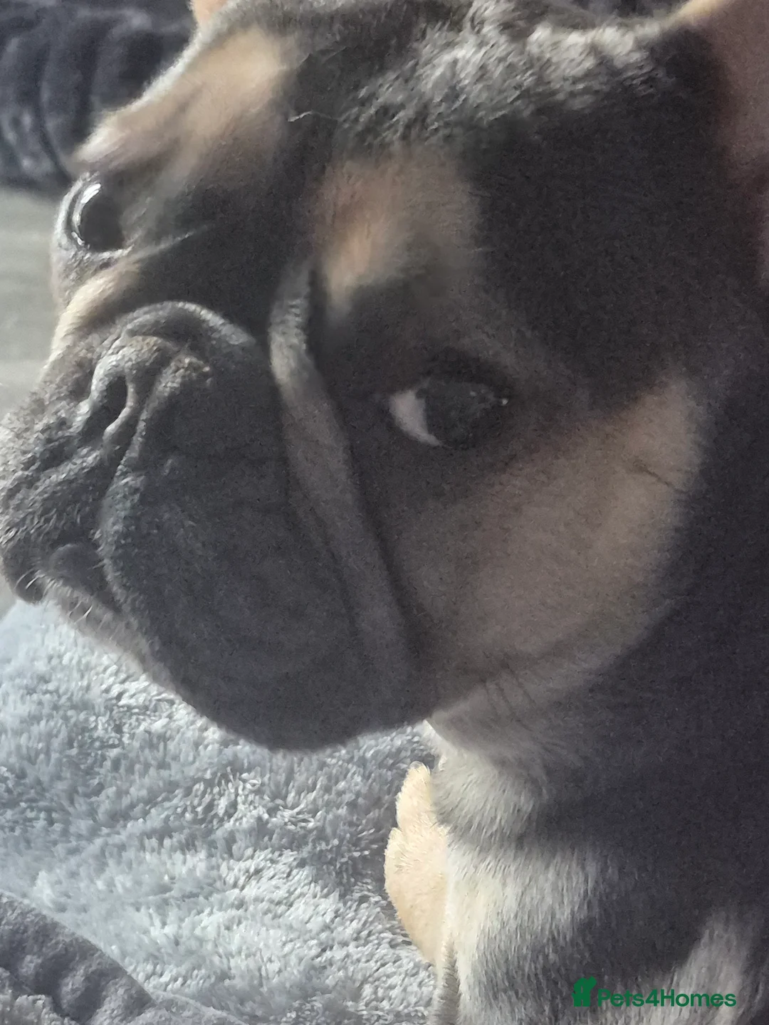 French Bulldog dogs for stud: Bert the French  - Advert 2