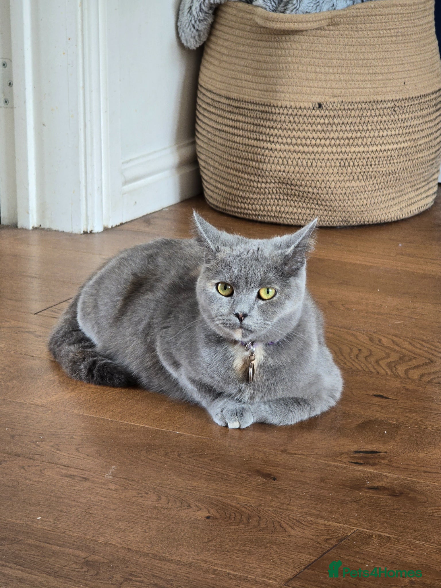 Mixed Breed cats 6x Gorgeous kittens - Advert 2