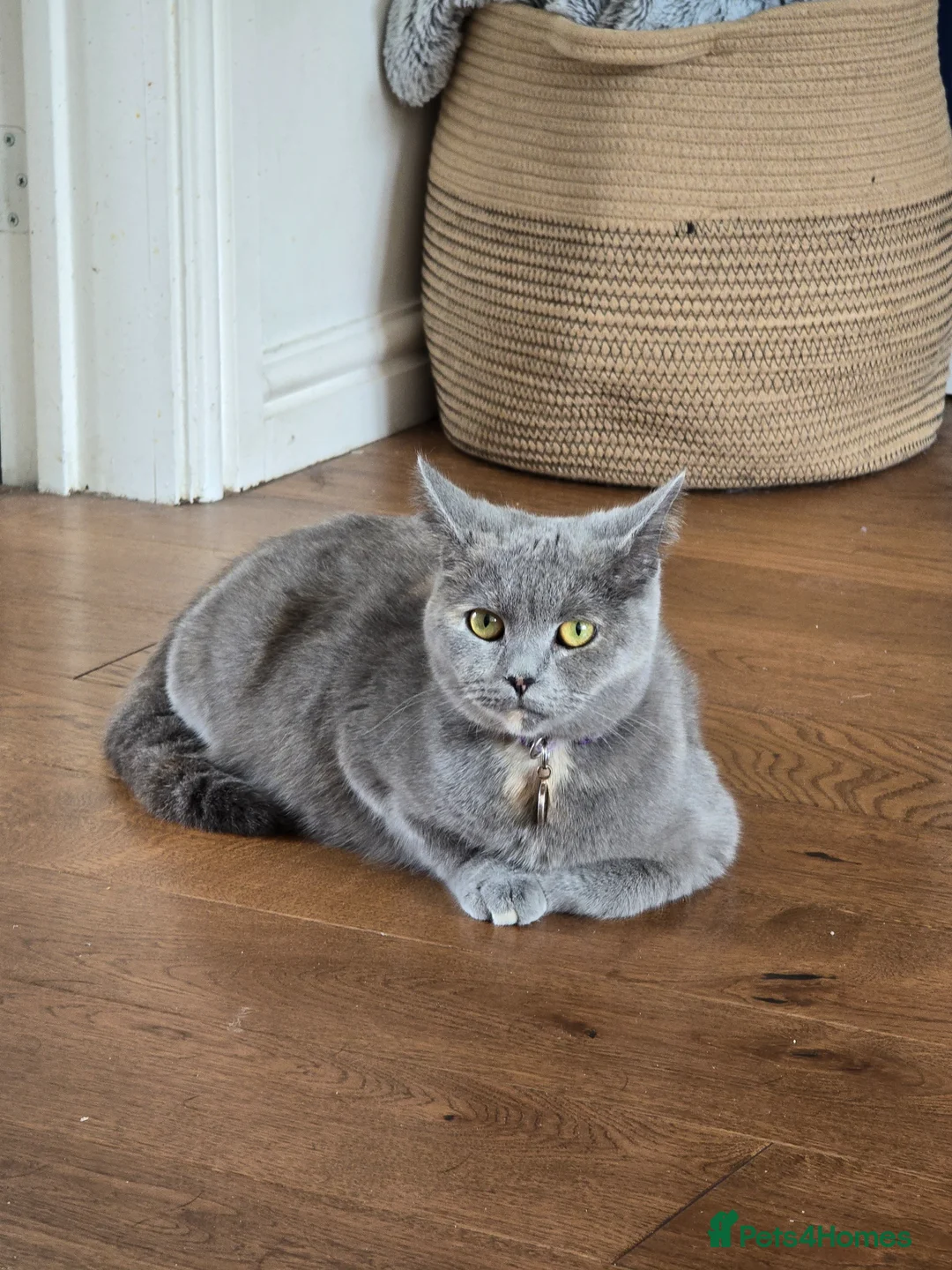 Mixed Breed cats for sale: 6x Gorgeous kittens - Advert 1