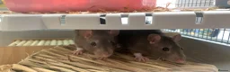 Rat rodents for sale: Marvin and John  in Fleetwood - Advert 5