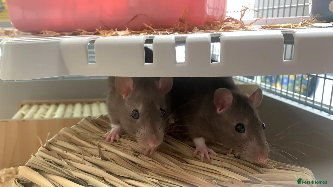 Rat rodents for sale: Marvin and John  in Fleetwood - Advert 5