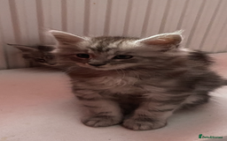 Maine Coon cats for sale: Ready Now Maine Coon kittens - Image 36