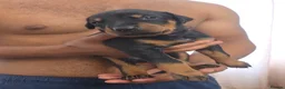 Dobermann dogs for sale: Pedigree Chunky Doberman Puppies - Advert 22