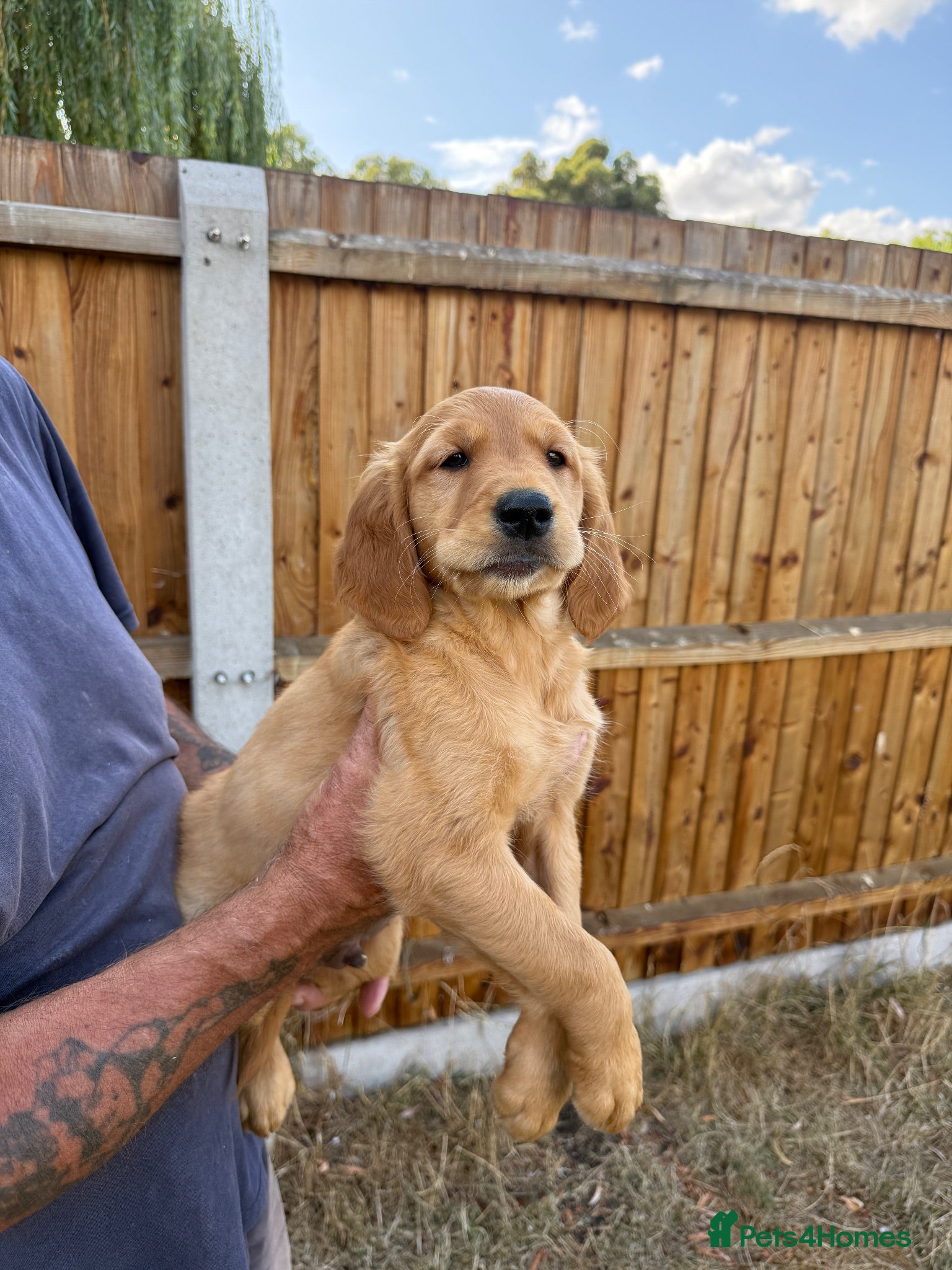 Golden Retriever dogs Beautiful Red golden retriever puppies - Advert 4