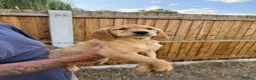 Golden Retriever dogs for sale: Beautiful Red golden retriever puppies - Advert 1