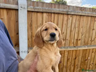 Golden Retriever dogs Beautiful Red golden retriever puppies - Advert 4