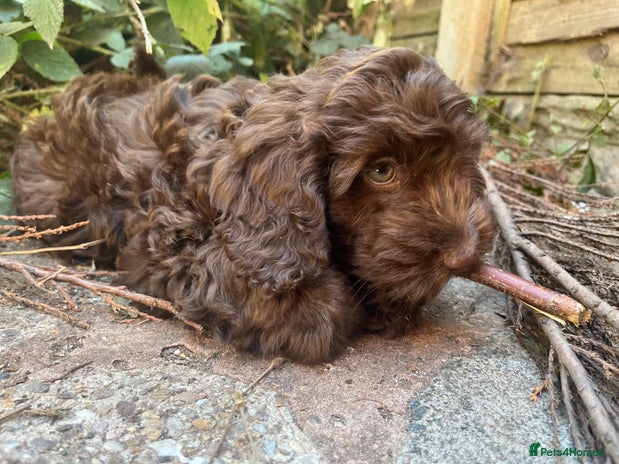 Cockapoo dogs - Advert 4