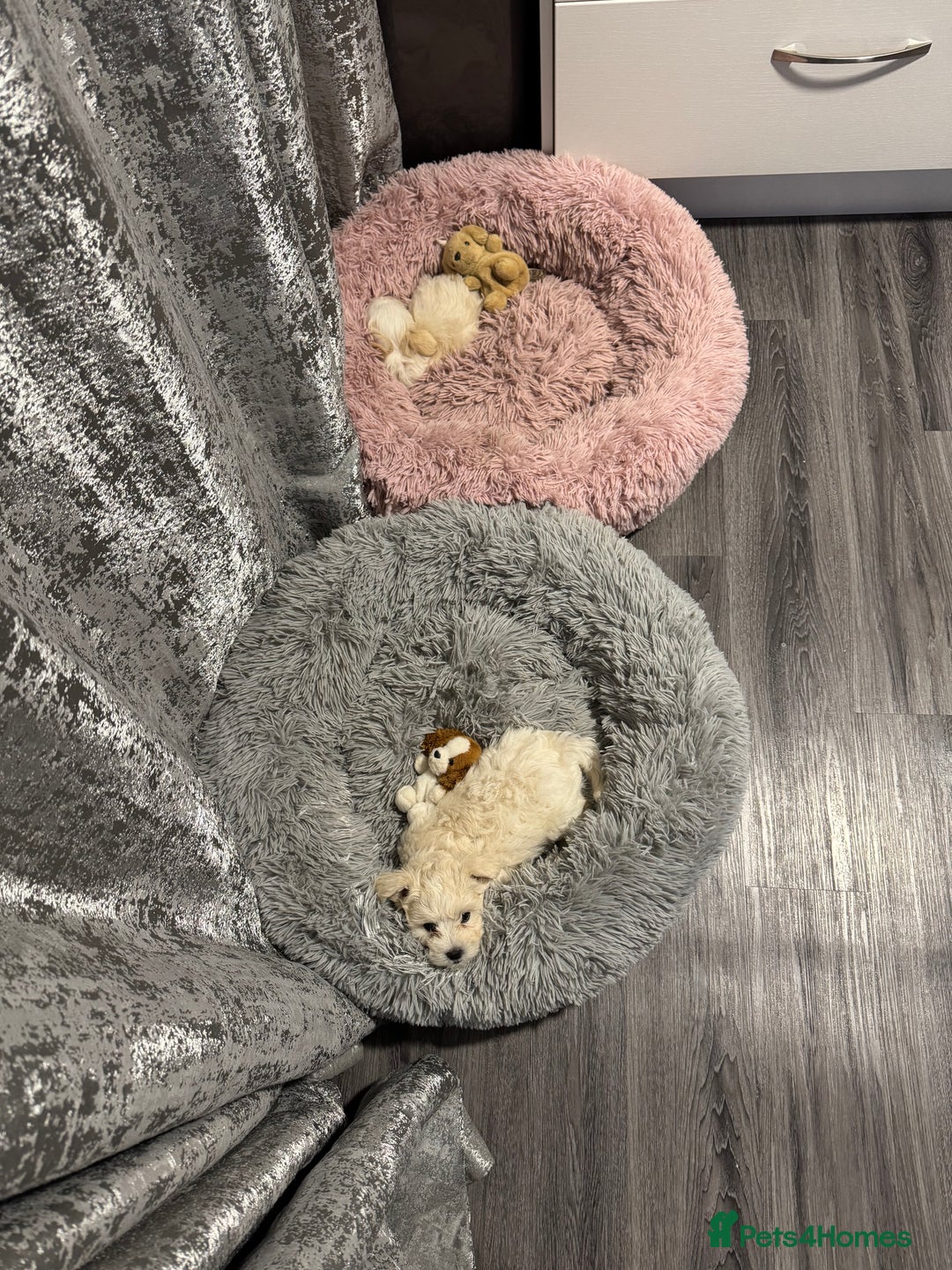 Bichon Frise dogs for sale: One little girl and boy are looking for a family🤍 - Image 9