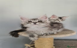 Maine Coon cats for sale: GCCF Registered - Maine Coon Kittens - Image 4