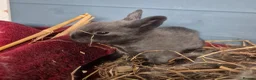 Lionhead rabbits for sale: Double Mane Lionhead Bunnies  - Advert 8