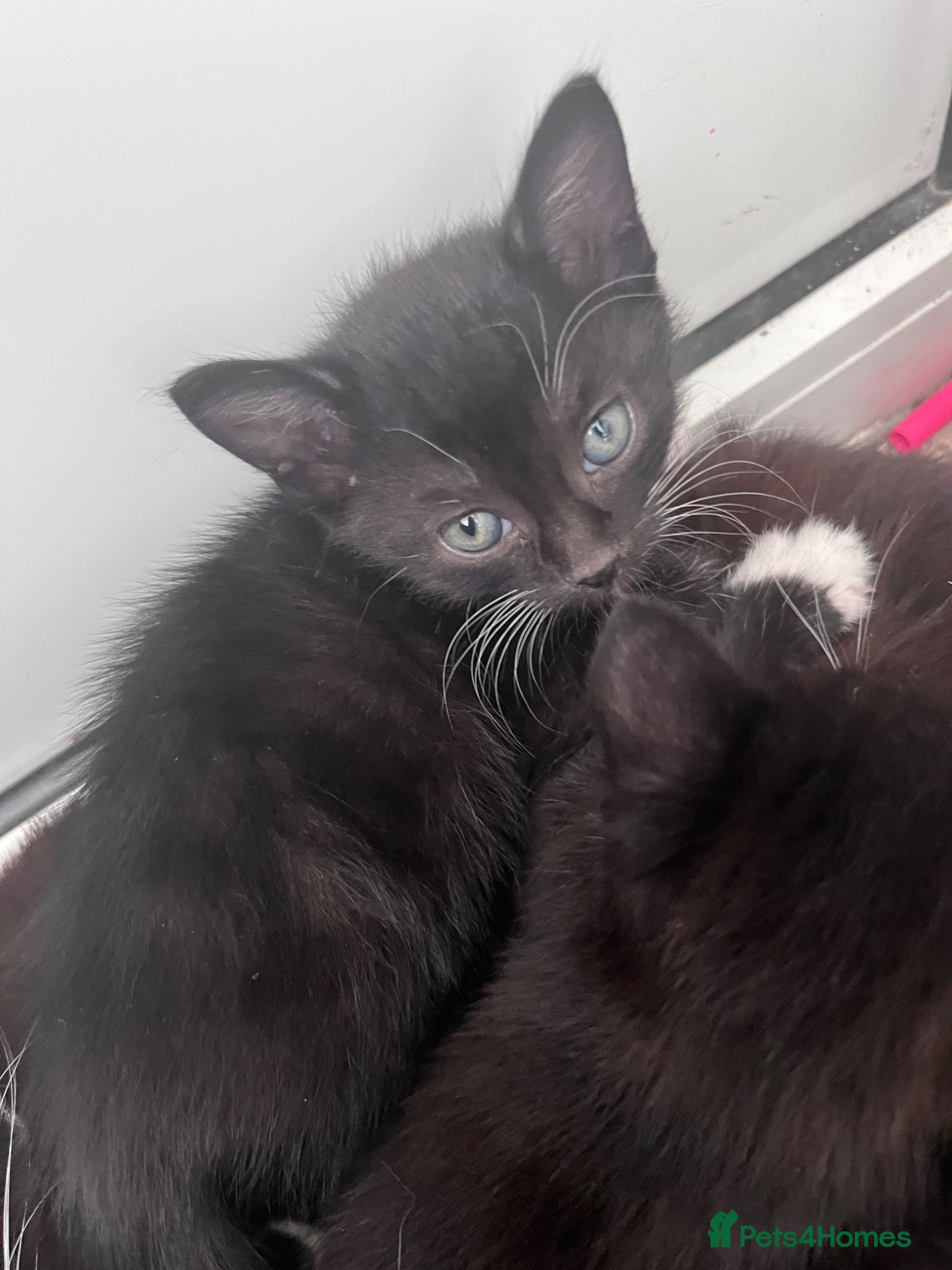 Mixed Breed cats for sale: Beautiful kittens in Southsea - Advert 9