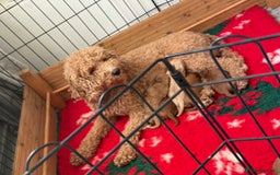 Cavapoo dogs for sale: 8 x cavapoo F1B puppies  - Advert 9