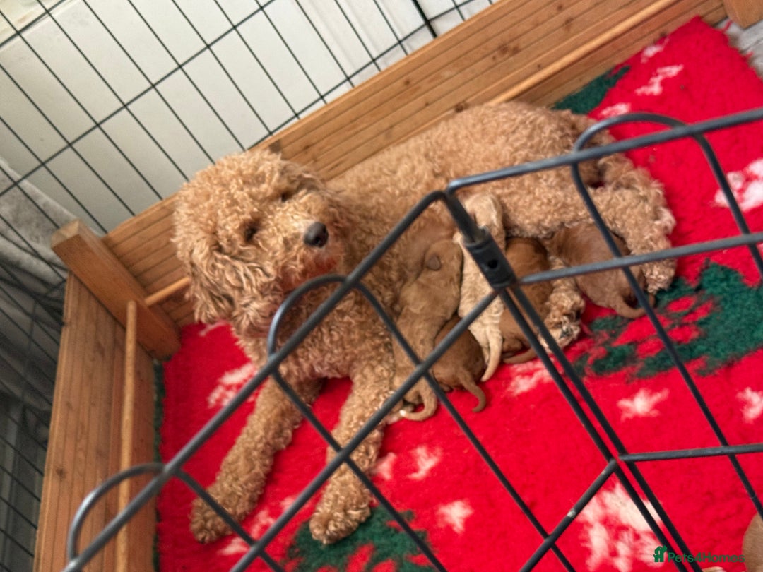 Cavapoo dogs for sale: 8 x cavapoo F1B puppies  - Advert 9