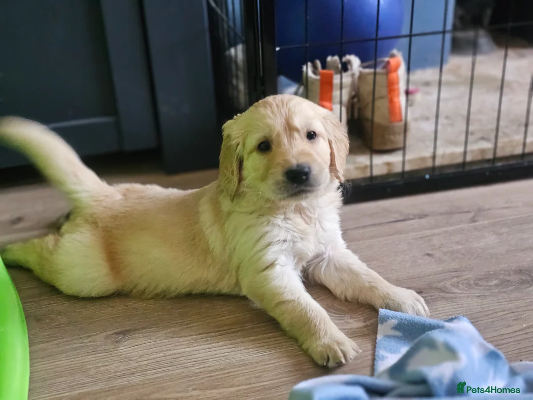 Golden Retriever dogs for sale: ✨Beautiful Golden Retrievers puppies! ✨ - Advert 1