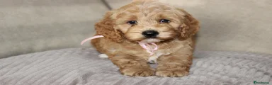 American Cocker Spaniel 3