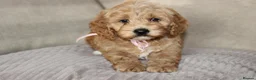 American Cocker Spaniel dogs for sale: American Cockapoo Puppies – Health Tested Parents - Advert 7