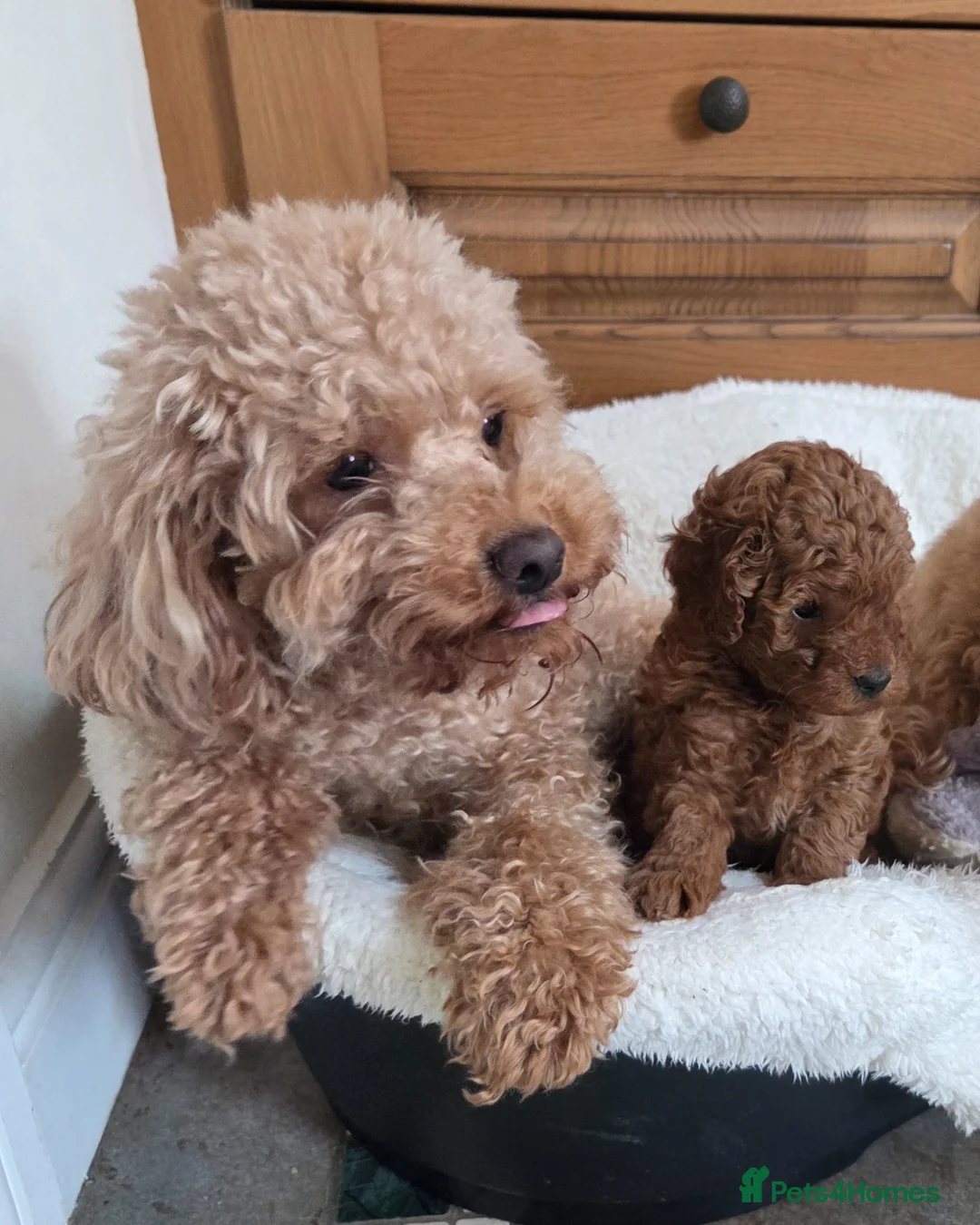 Cavapoo dogs for sale: Adorable toy cavapoo puppy for sale - Advert 18