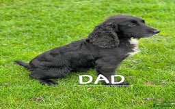 Cocker Spaniel dogs for sale: Cocker Spaniel Puppies - Image 10