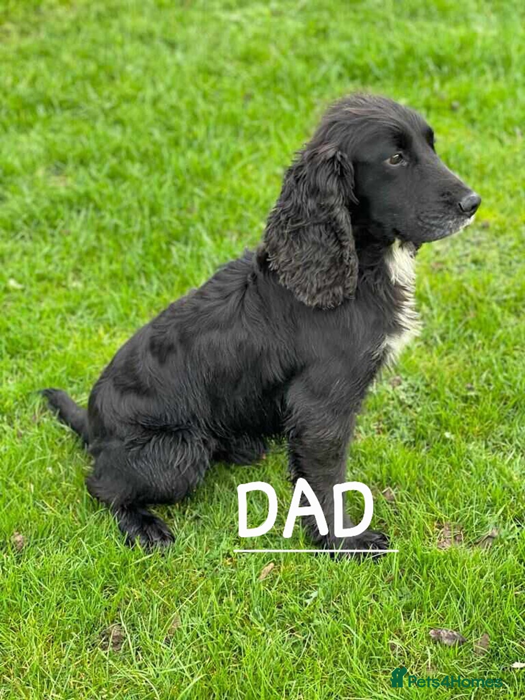 Cocker Spaniel dogs for sale: Cocker Spaniel Puppies - Image 10