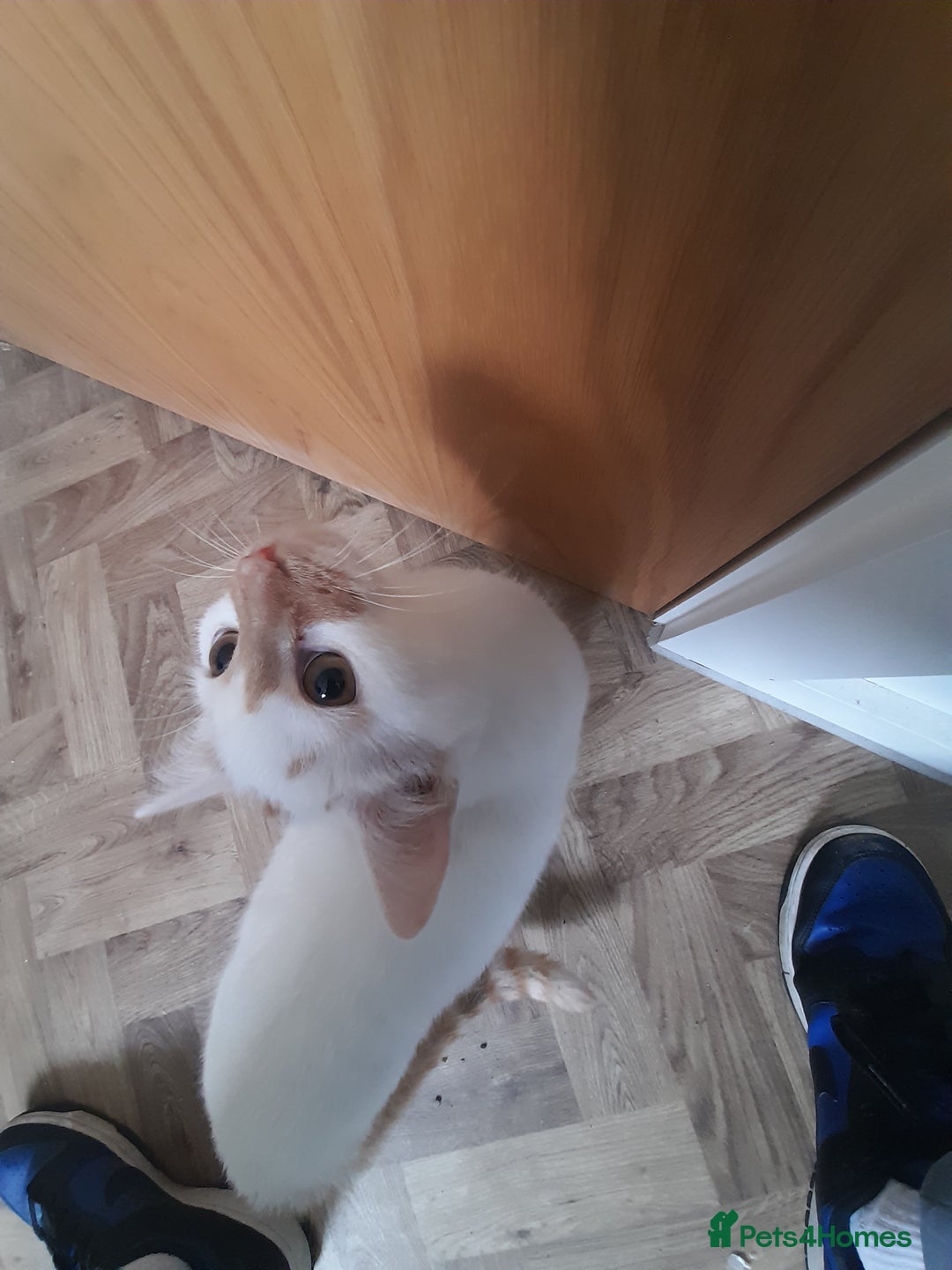 Mixed Breed cats for sale: Meet Mango ! - Advert 3