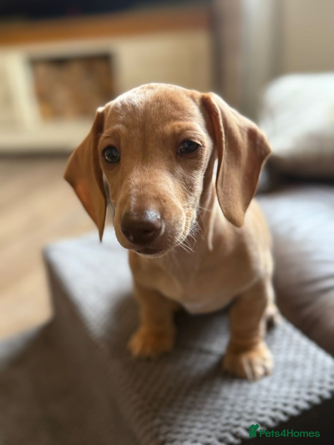 Miniature Dachshund dogs for sale: KC Reg Miniature Dachshund Puppies ✨READY NOW✨ - Image 12
