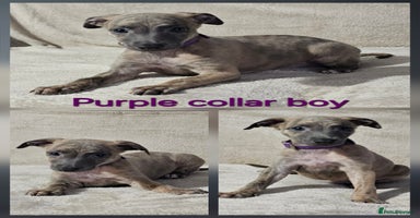Whippet dogs - Advert 2
