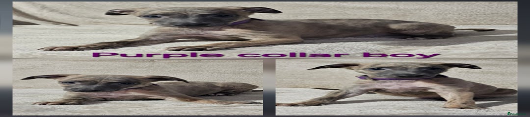 Whippet Puppy 3