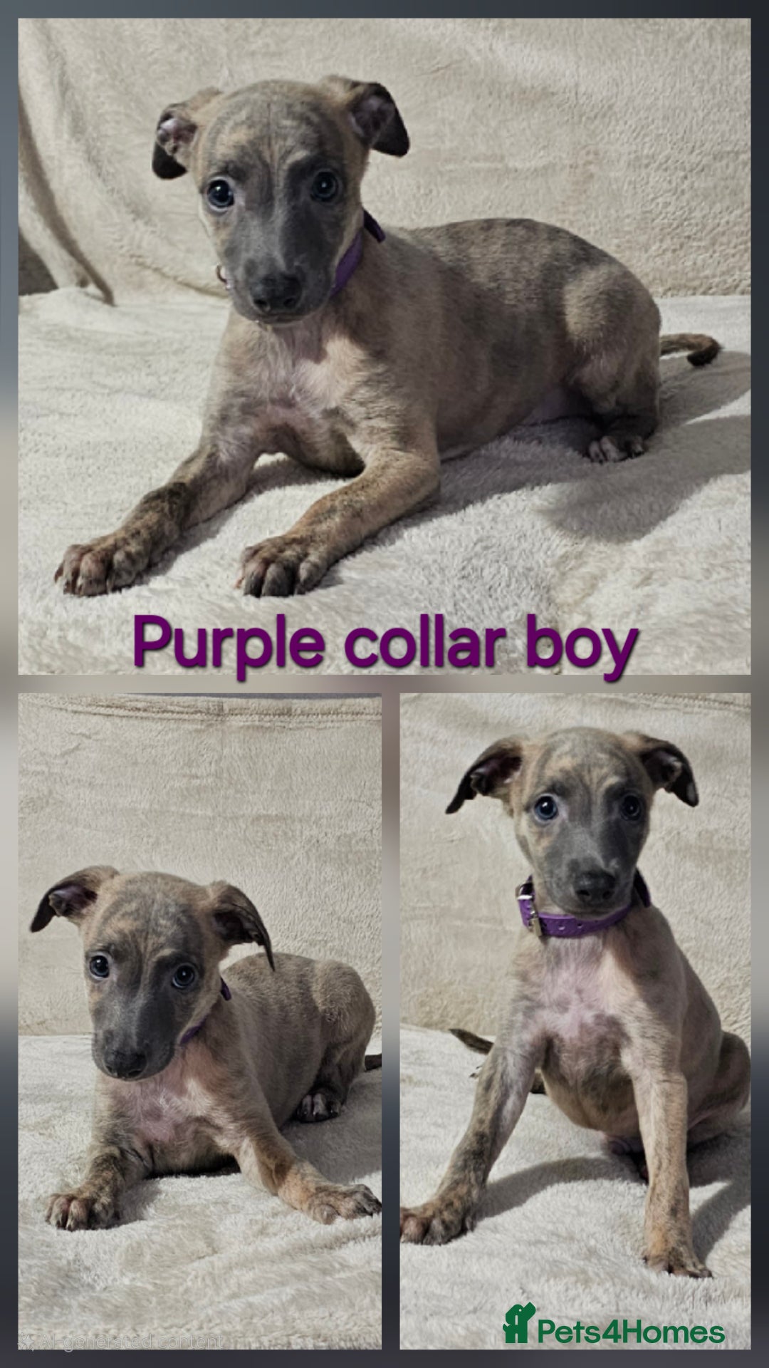Whippet dogs for sale: Stunning litter of whippet puppies - Image 3