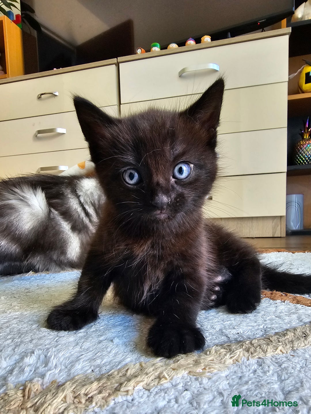Mixed Breed cats for sale: Mixed breed kitten - Image 1