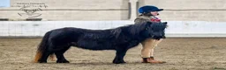 Shetland pony horses for sale: One in a million registered mare in Bristol - Advert 3