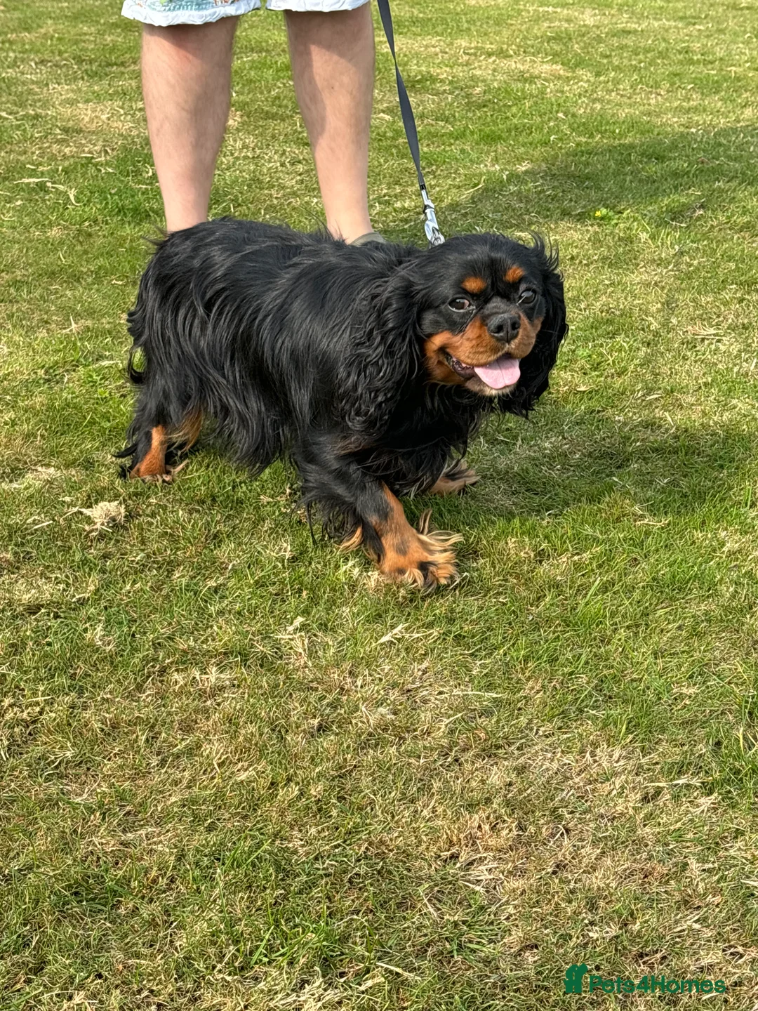 Cavalier King Charles Spaniel dogs for stud: Fully health tested Black and Tan stud.  in Wrexham - Advert 11