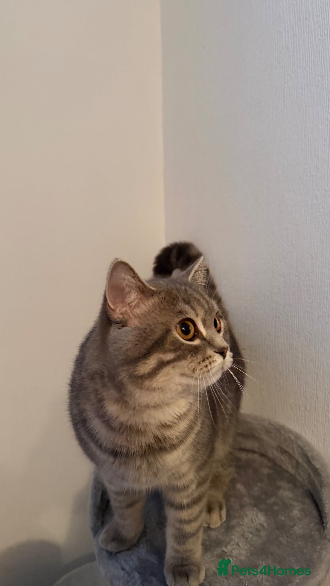 Scottish Fold cats Scottish Straight Stud - Tiger 🐾 - Advert 2