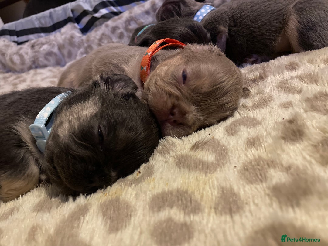 French Bulldog dogs for sale: 🩷🐶🐾6 Adorable fluffy French bulldogs 🩷🐶🐾 - Advert 26